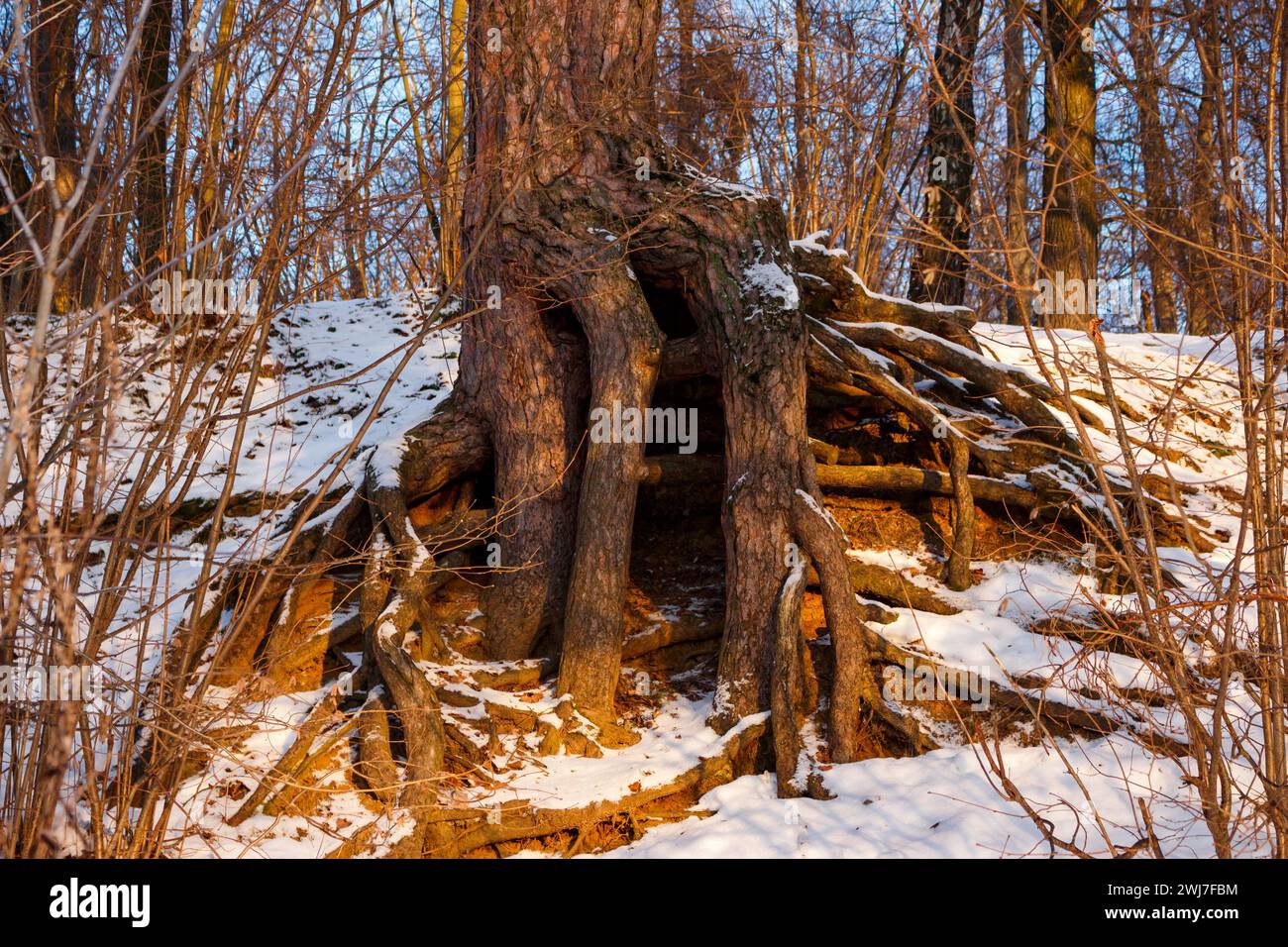 Snowy Tree Roots Root system tree on slope hi-res stock photography and images - Alamy