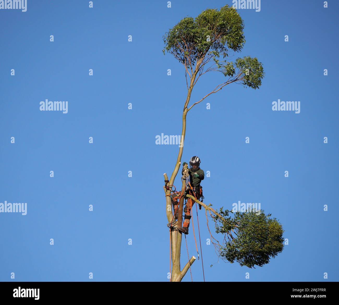 Tree surgeon in harness and safety equipment working at height felling ...