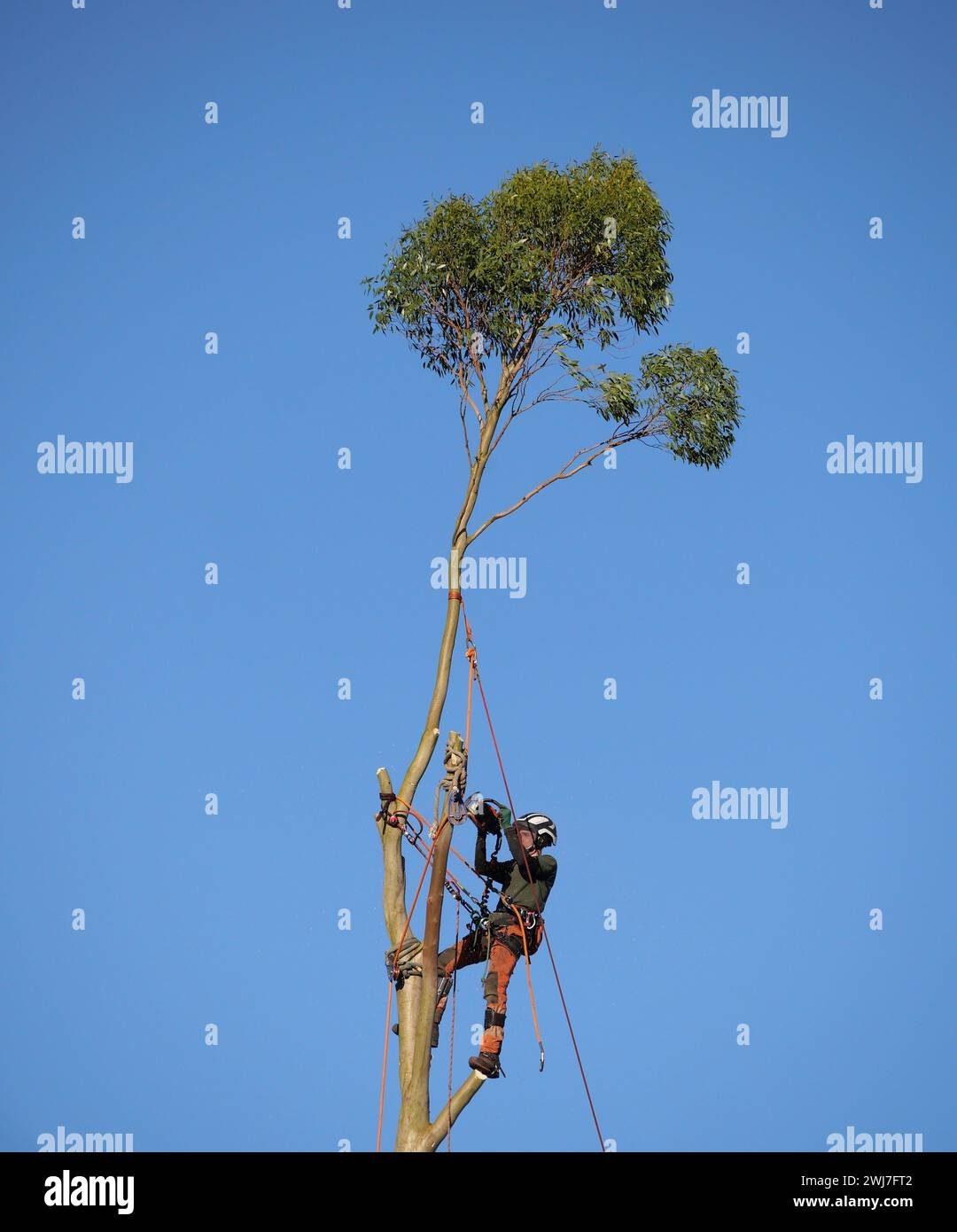Tree surgeon in harness and safety equipment working at height felling a tree with a chainsaw