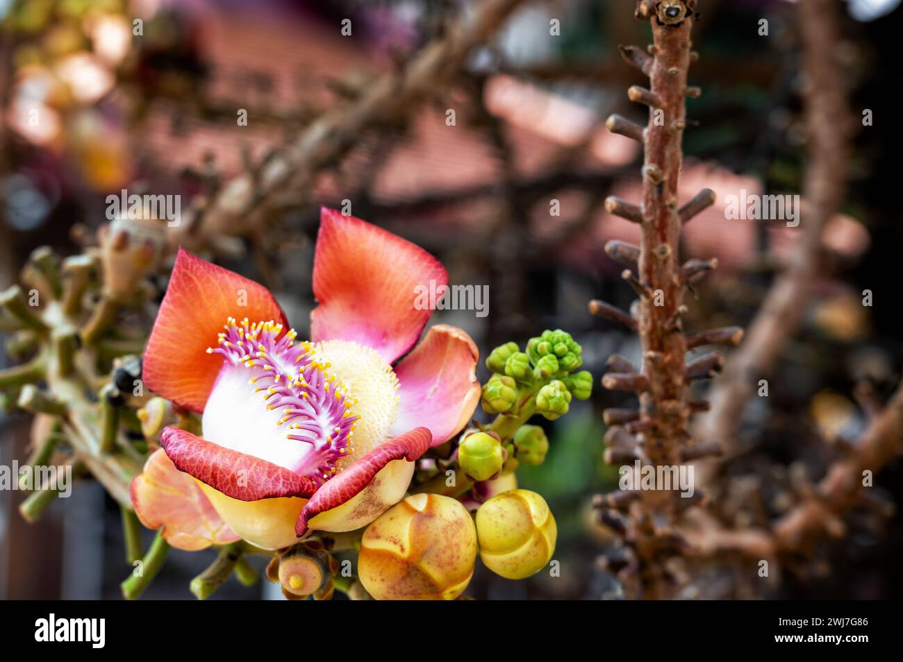 Closeup view of the beautiful flower of a Sal Tree Stock Photo