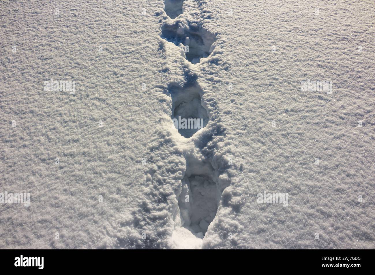 Traces of human feet on deep loose snow Stock Photo - Alamy