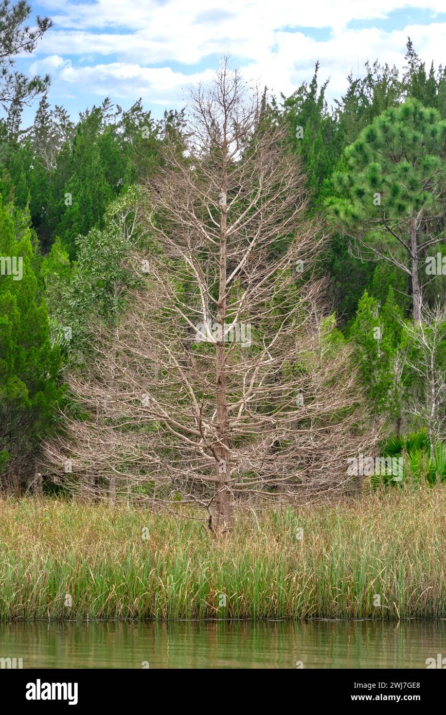 Single deciduous tree, in marshland with dark green evergreens and blue cloudy sky. Stock Photo