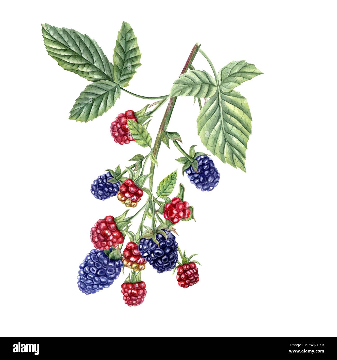 Many blackberries on branch with leaves. Ripe and unripe berries