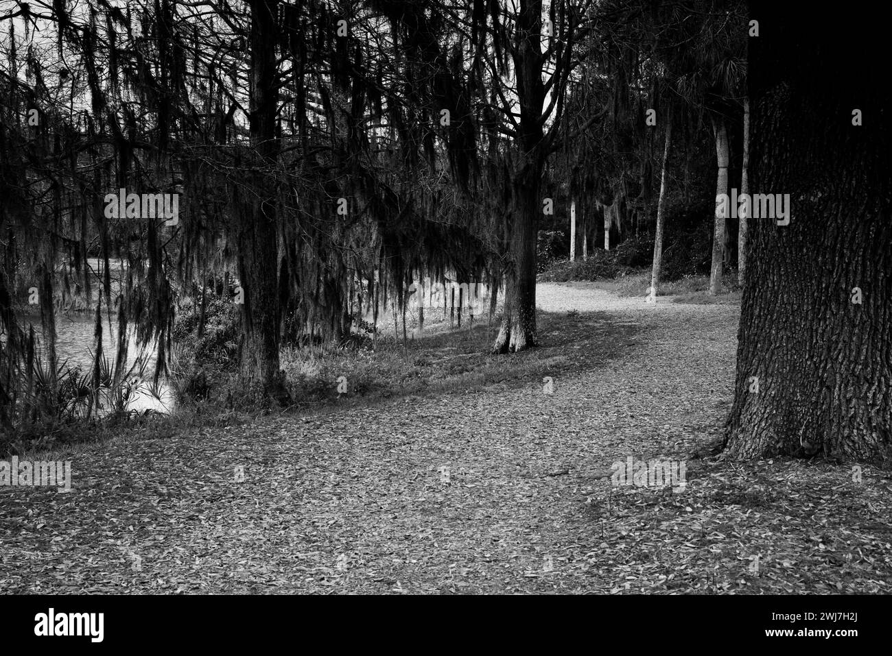 Walking Path in the Tropics, in Black and White tone, natural tropical landscape Stock Photo