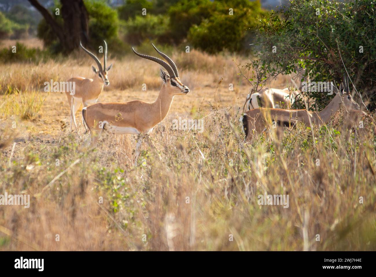Gazelle soemmerrings hi res stock photography and images Alamy