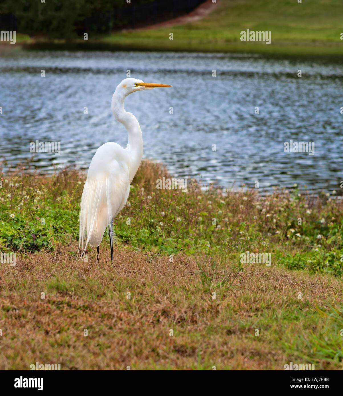 Great White Egret, showing off full plumage, on the side of lake in natural Florida Habitat. Stock Photo