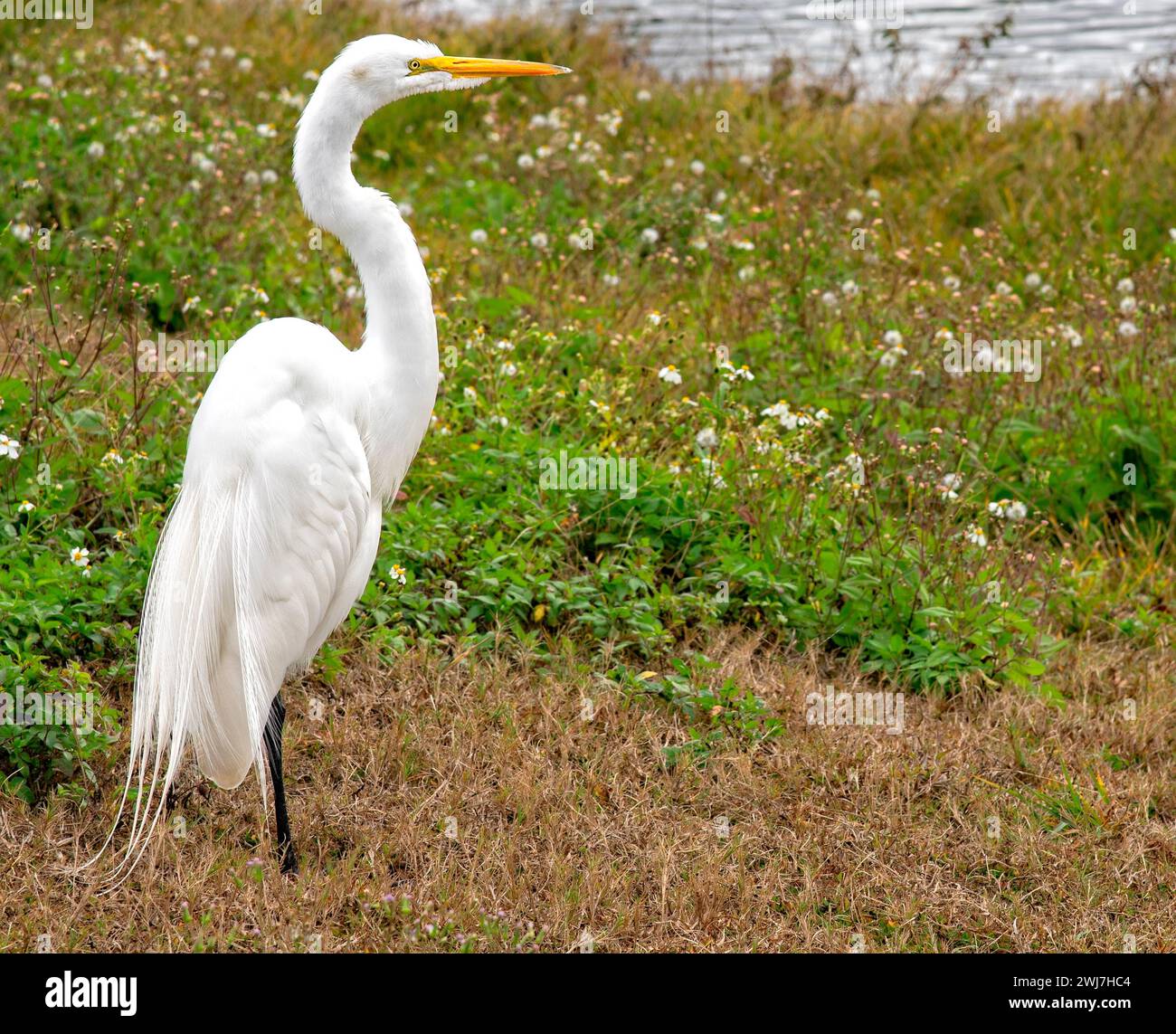 Great White Egret, showing off full plumage, on the side of lake in natural Florida Habitat. Stock Photo