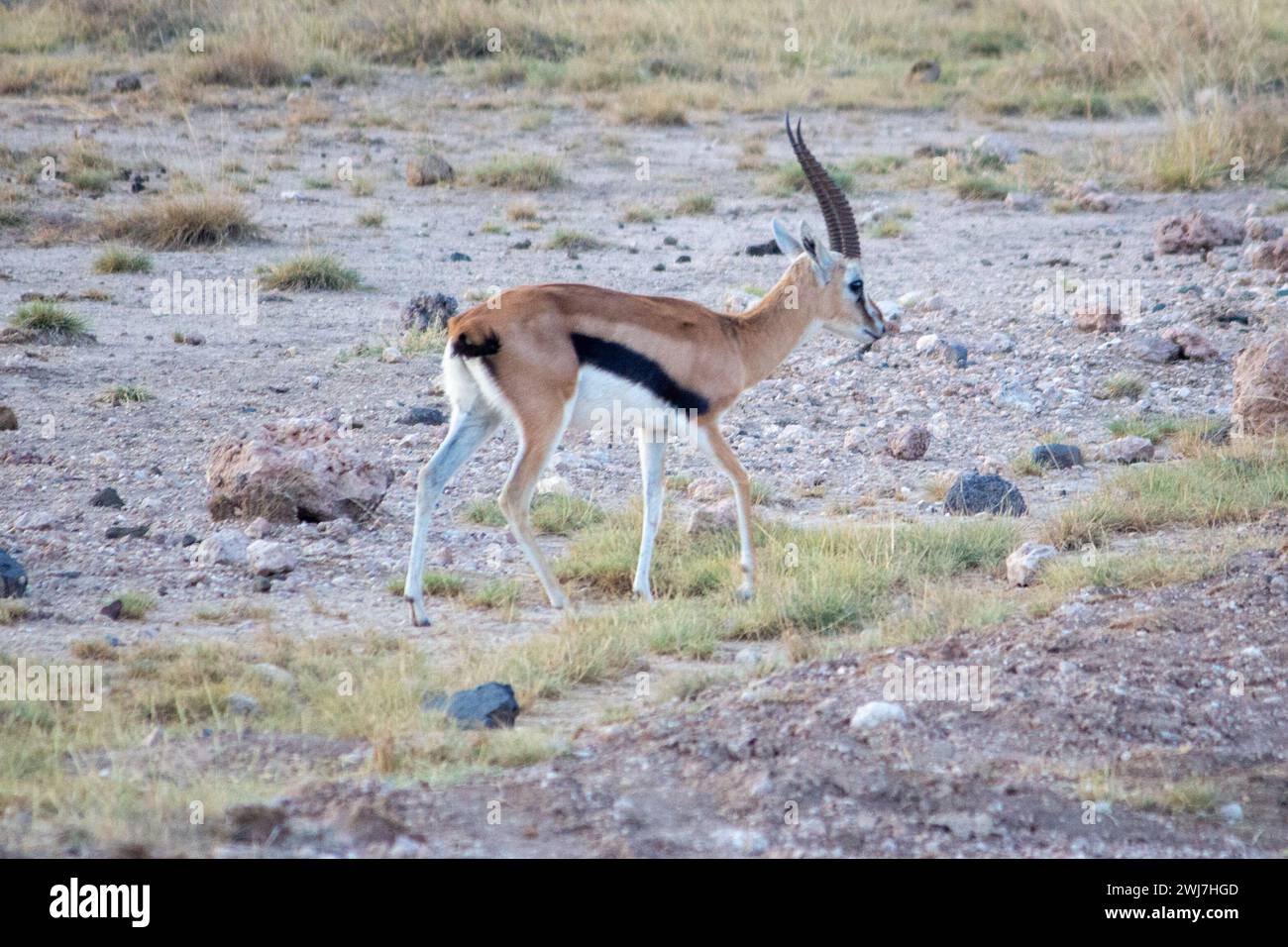 Thomsons gazelle antelope hi-res stock photography and images - Alamy