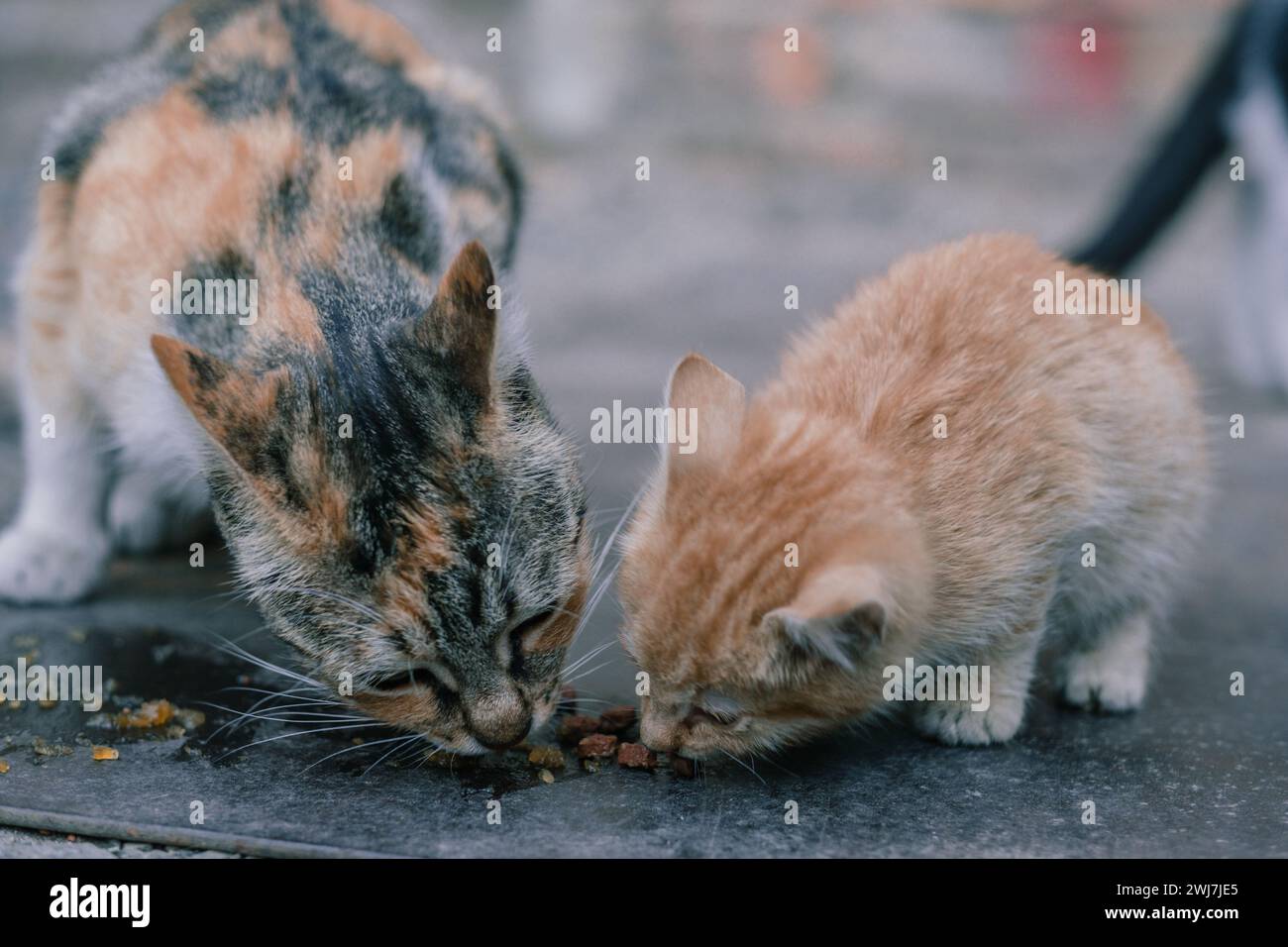 A stray stray cat with a kitten eating food, helping homeless animals, cat diseases. Adult Tricolor Cat and Kitten Sharing a Meal on a Pavement.  Stock Photo