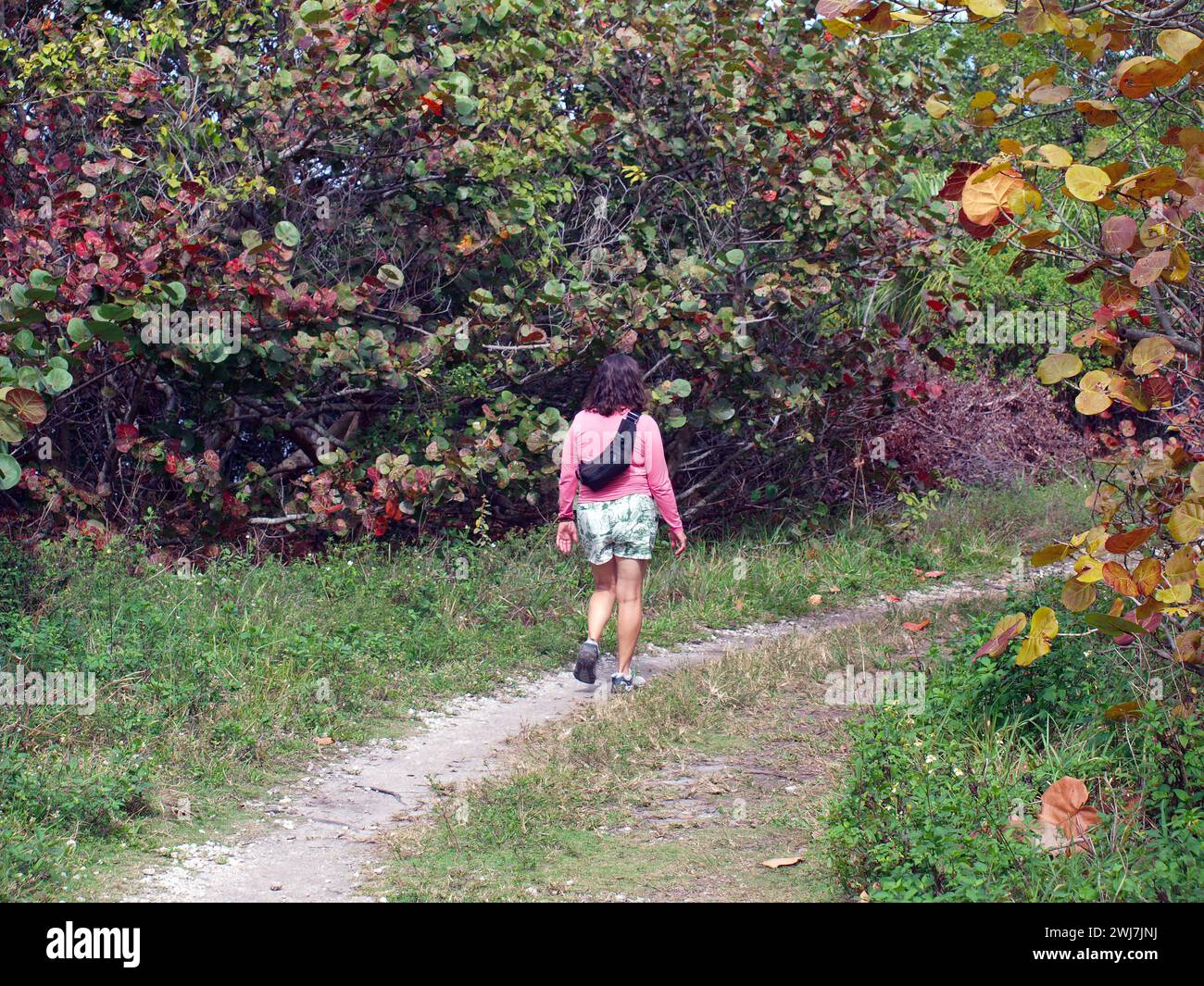 Miami, Florida, United States January 27, 2024 Female hiking a trail in Oleta River State