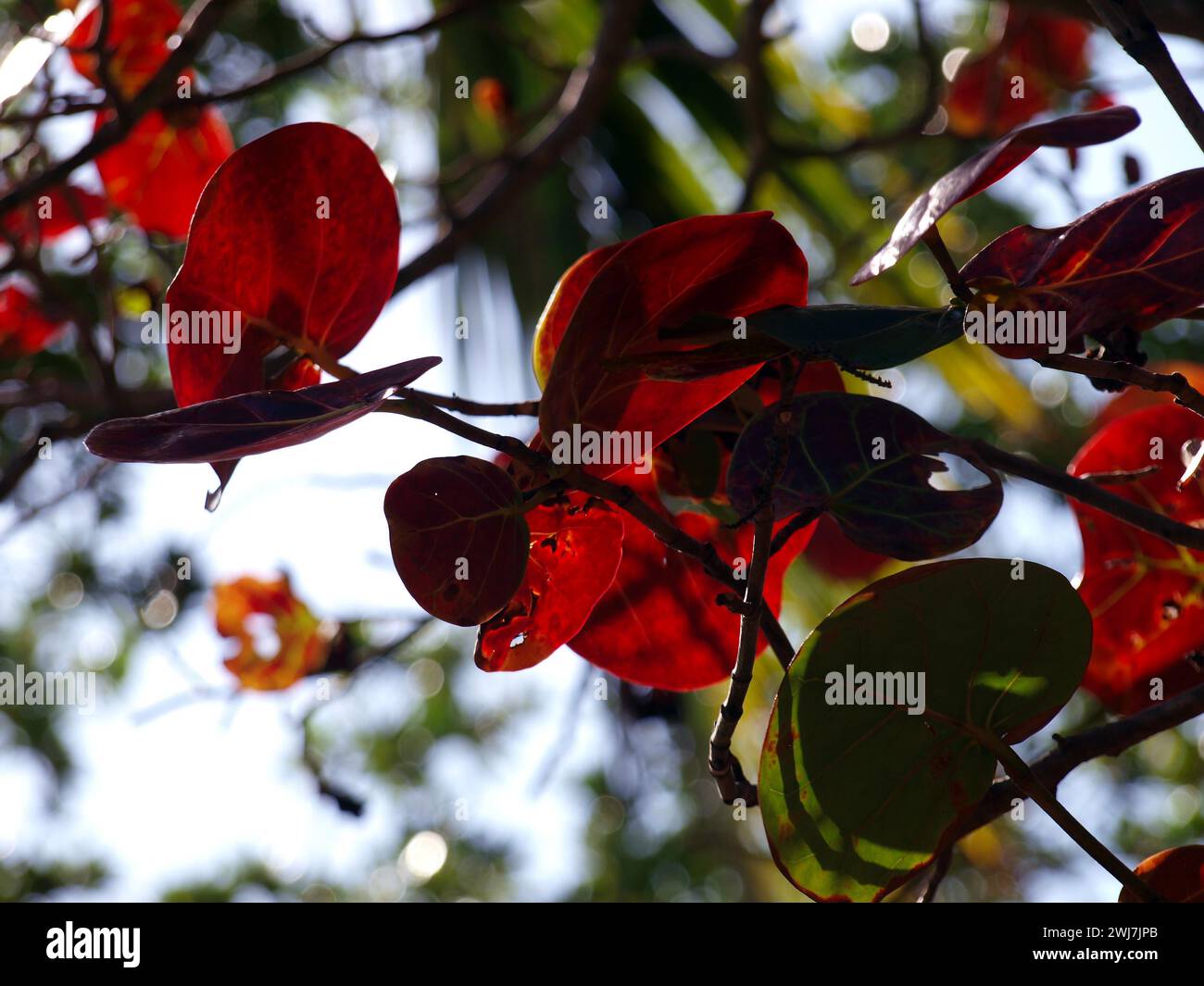 Red colored leaves in winter in the South Florida fall to winter. Stock Photo