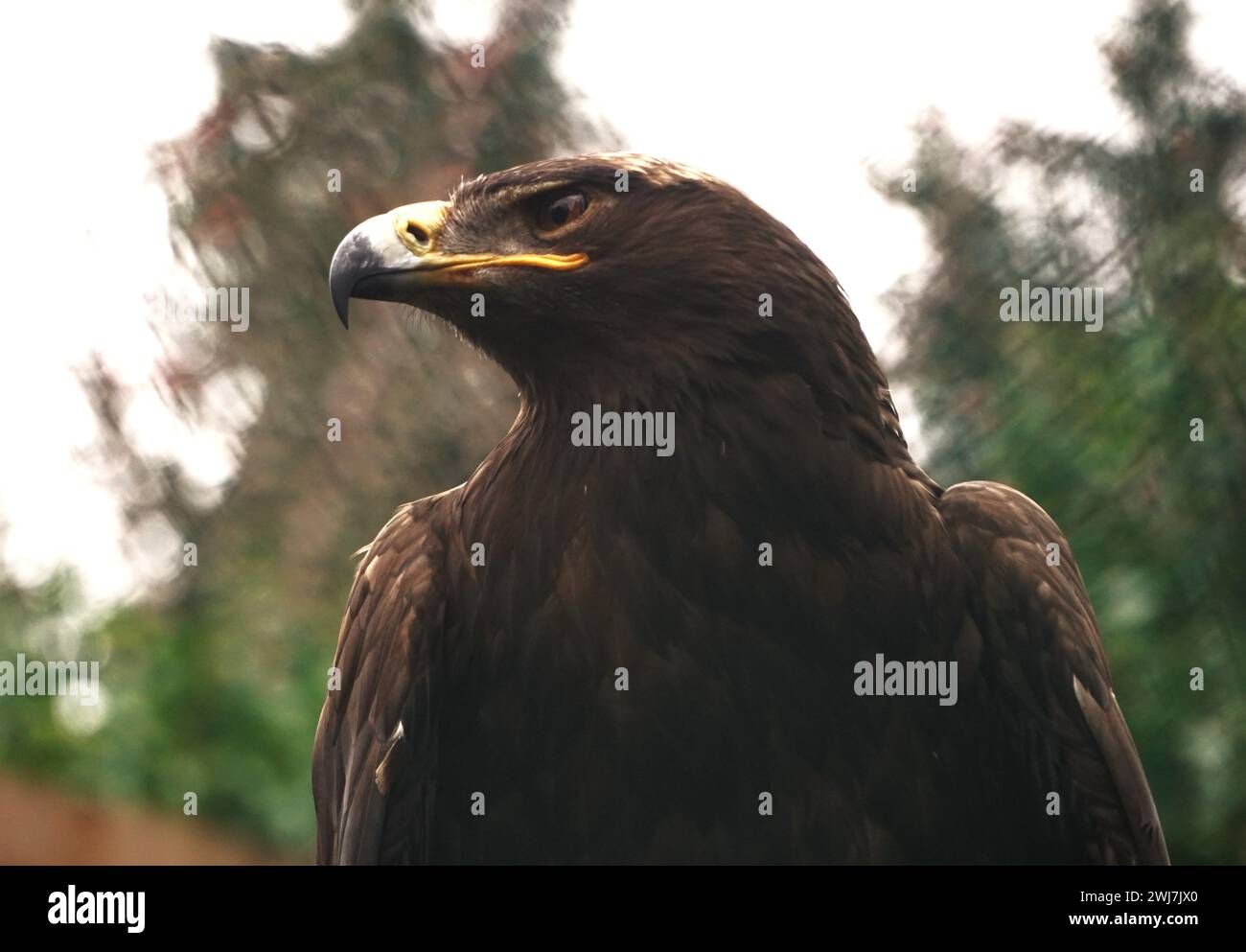 Majestic eagle perched on a tree stump, gazing left Stock Photo