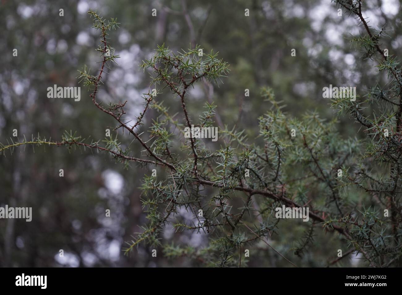 Juniper, Cade, cade juniper, prickly juniper, prickly cedar, or sharp cedar(Juniperus oxycedrus) Stock Photo