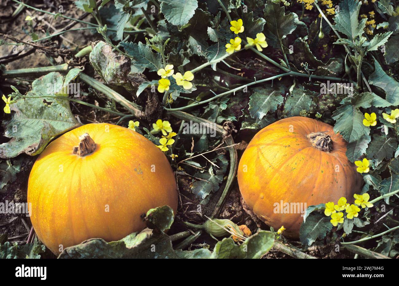 Pumpkins on the ground. Pumpkin patch in the autumn at harvest time. USA Stock Photo