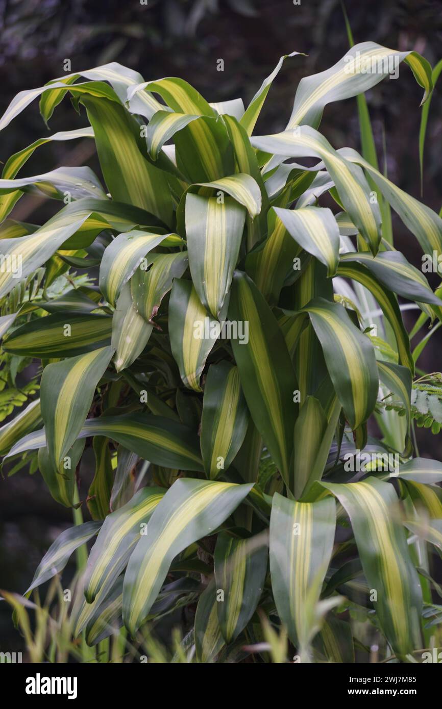 Dracaena fragrans (cornstalk dracaena, striped dracaena, compact dracaena, corn plant). This plant is a slow growing shrub Stock Photo