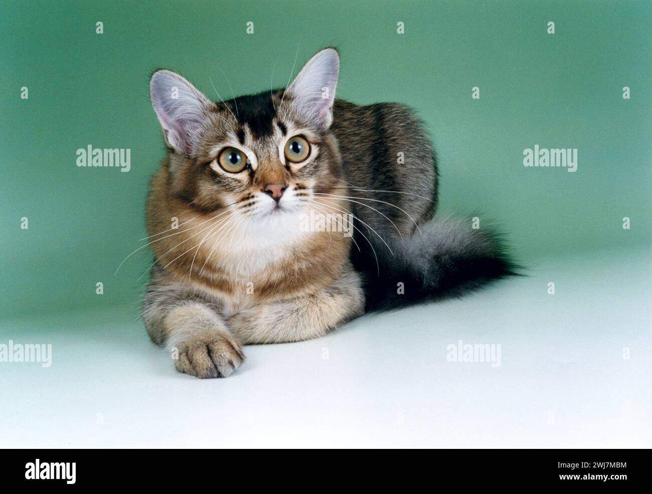 Asian Tiffanie Cat Standard Black Layed Forwards Stock Photo