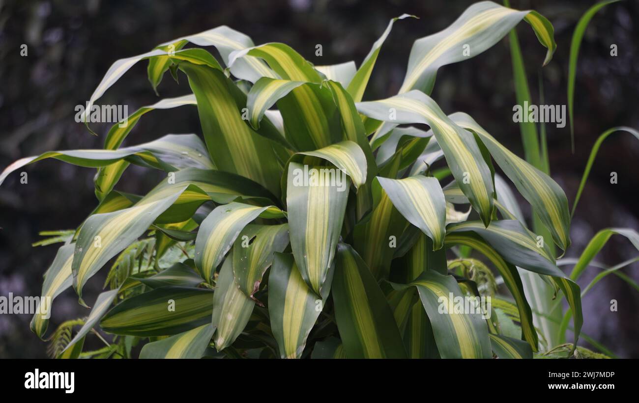 Dracaena fragrans (cornstalk dracaena, striped dracaena, compact dracaena, corn plant). This plant is a slow growing shrub Stock Photo
