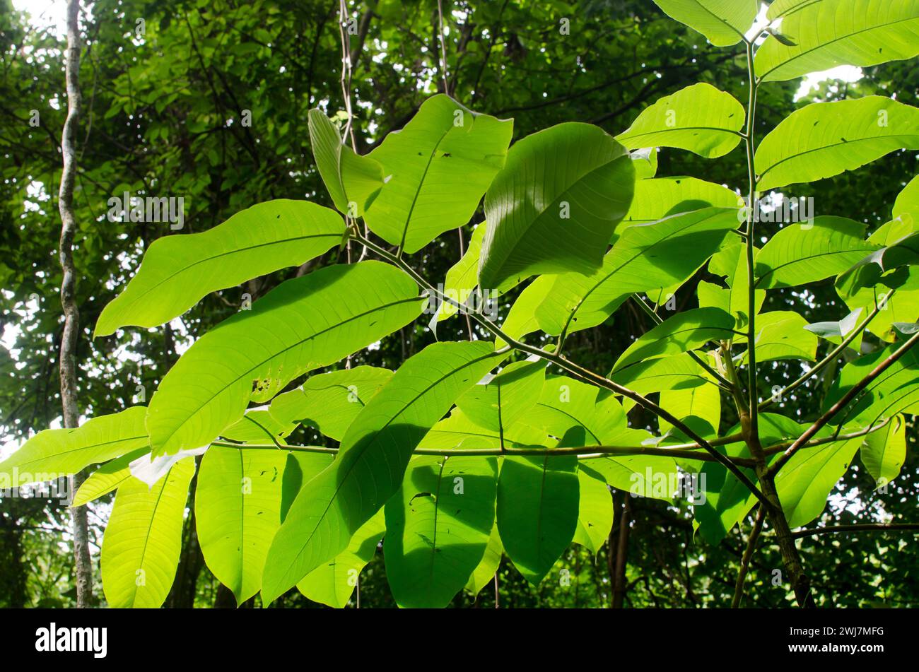 Leaves of Castilla elastica, commonly known as the Panama rubber tree or rubber fig Stock Photo