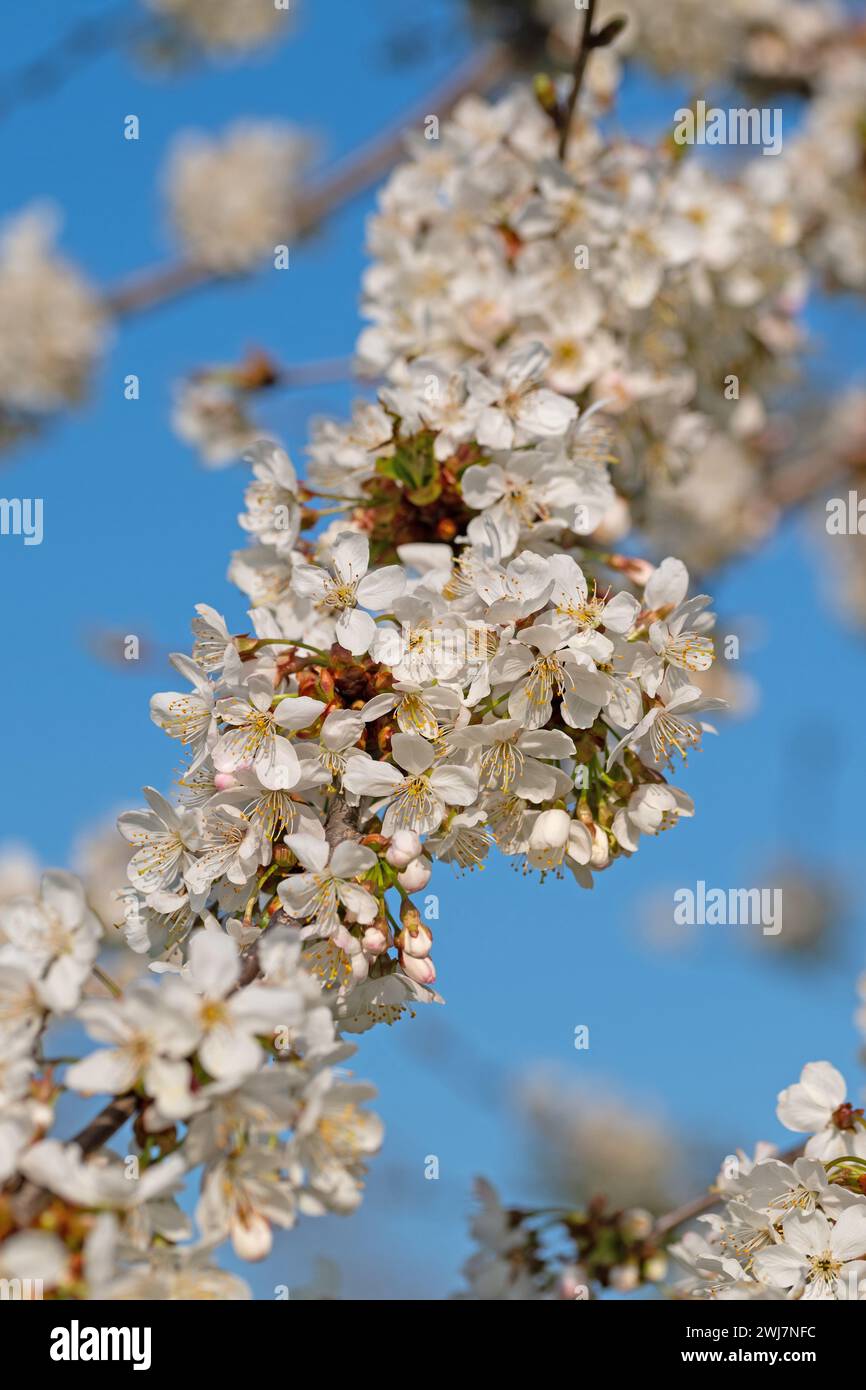 Flowering cherry tree, Prunus avium, in spring Stock Photo