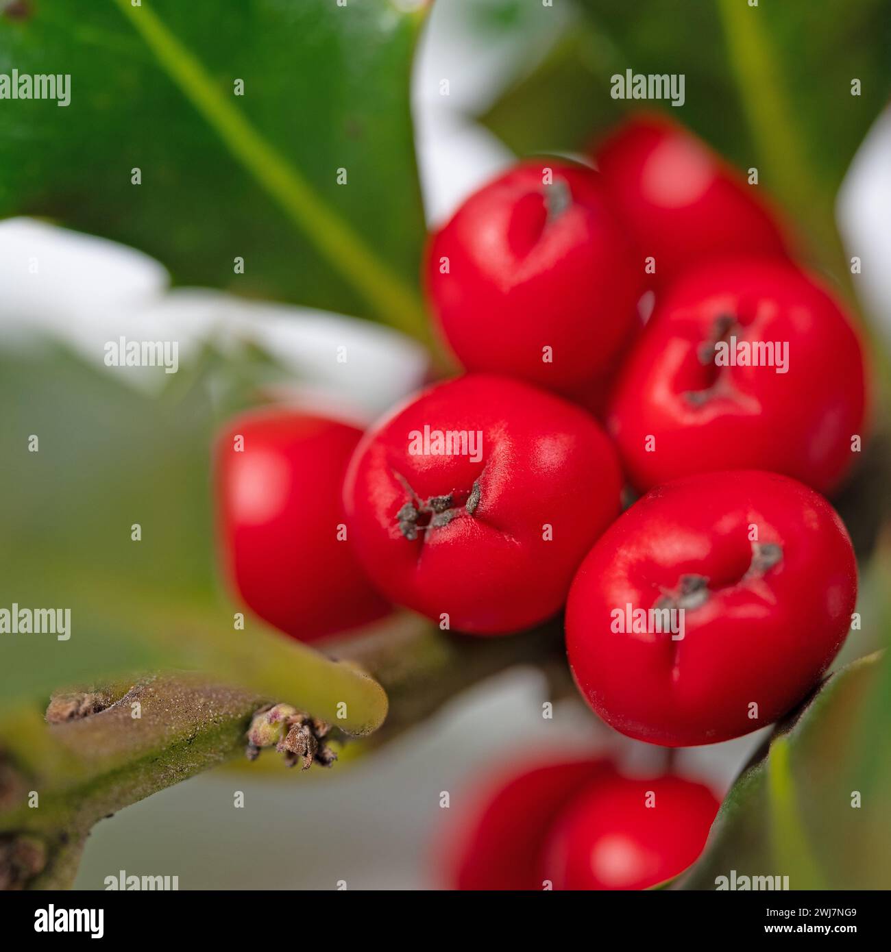 Fruits and leaves of holly Stock Photo - Alamy