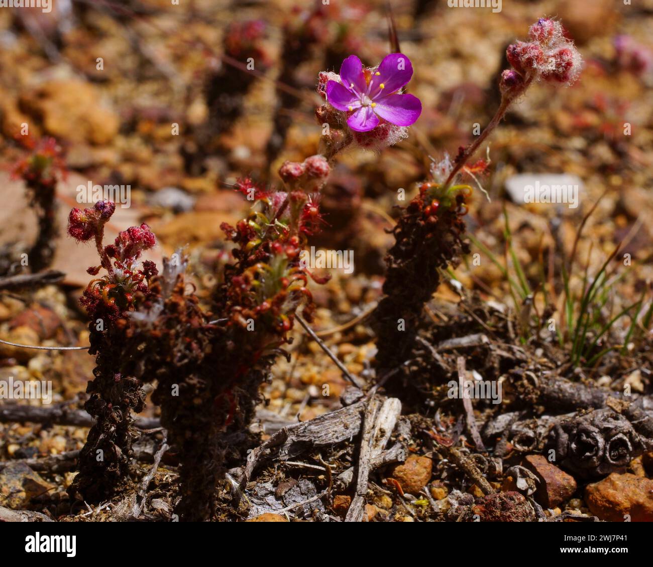 Carnivorous pygmy sundews Drosera lasiantha with long stems and pink flower, growing in laterite, Western Australia Stock Photo