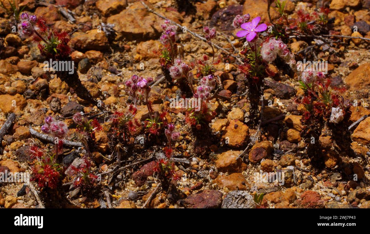 Carnivorous pygmy sundews (Drosera lasiantha) with long stems and pink flowers, growing in laterite, Western Australia Stock Photo