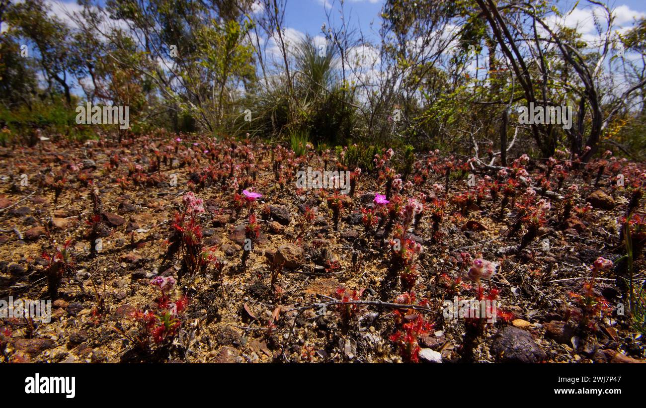 Field of pink flowering carnivorous pygmy sundews (Drosera lasiantha), growing in laterite, Western Australia Stock Photo