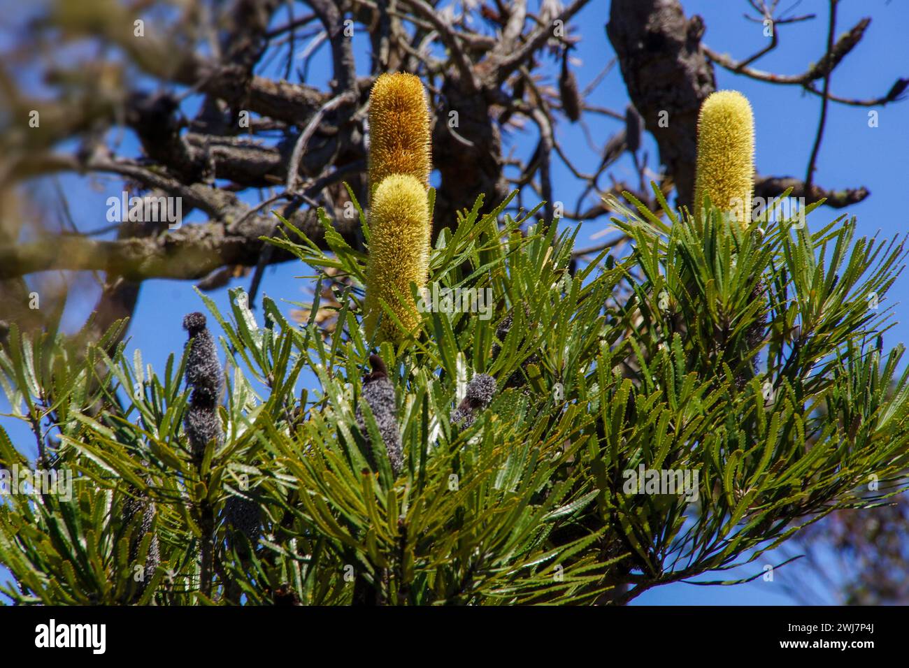 Flowering Candlestick Banksia (Banksia attenuata) in natural habitat, Western Australia Stock Photo