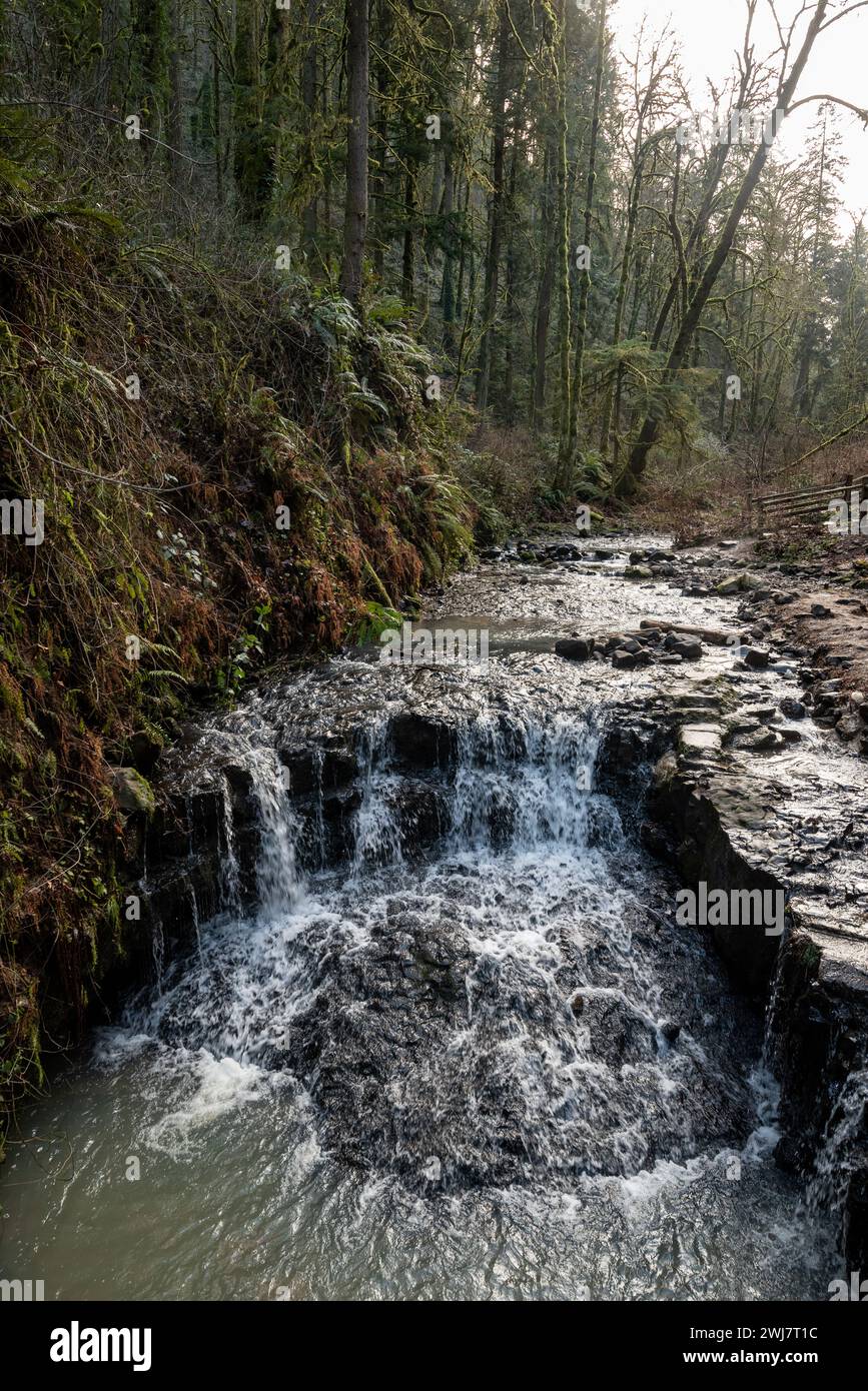 Balch Creek flowing through Forest Park, Portland, Oregon. Stock Photo