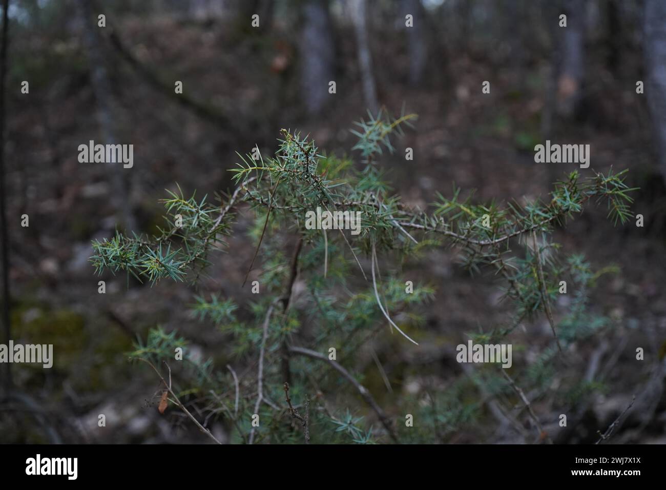Juniper, The temple juniper(Juniperus rigida) Stock Photo