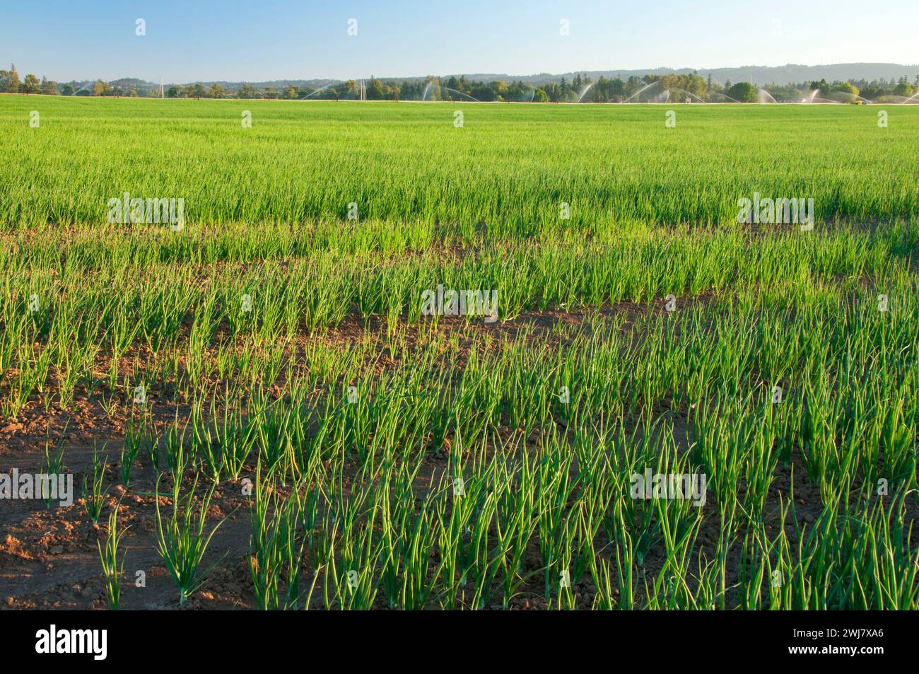 Onion field hi-res stock photography and images - Alamy