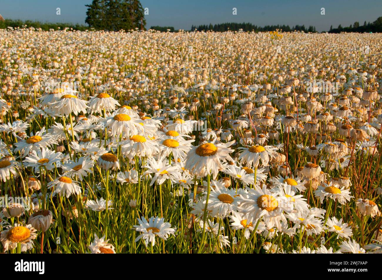 wildflowers seeds mix Wildflower, Cut Flower Wildflower Mix Seed Packets