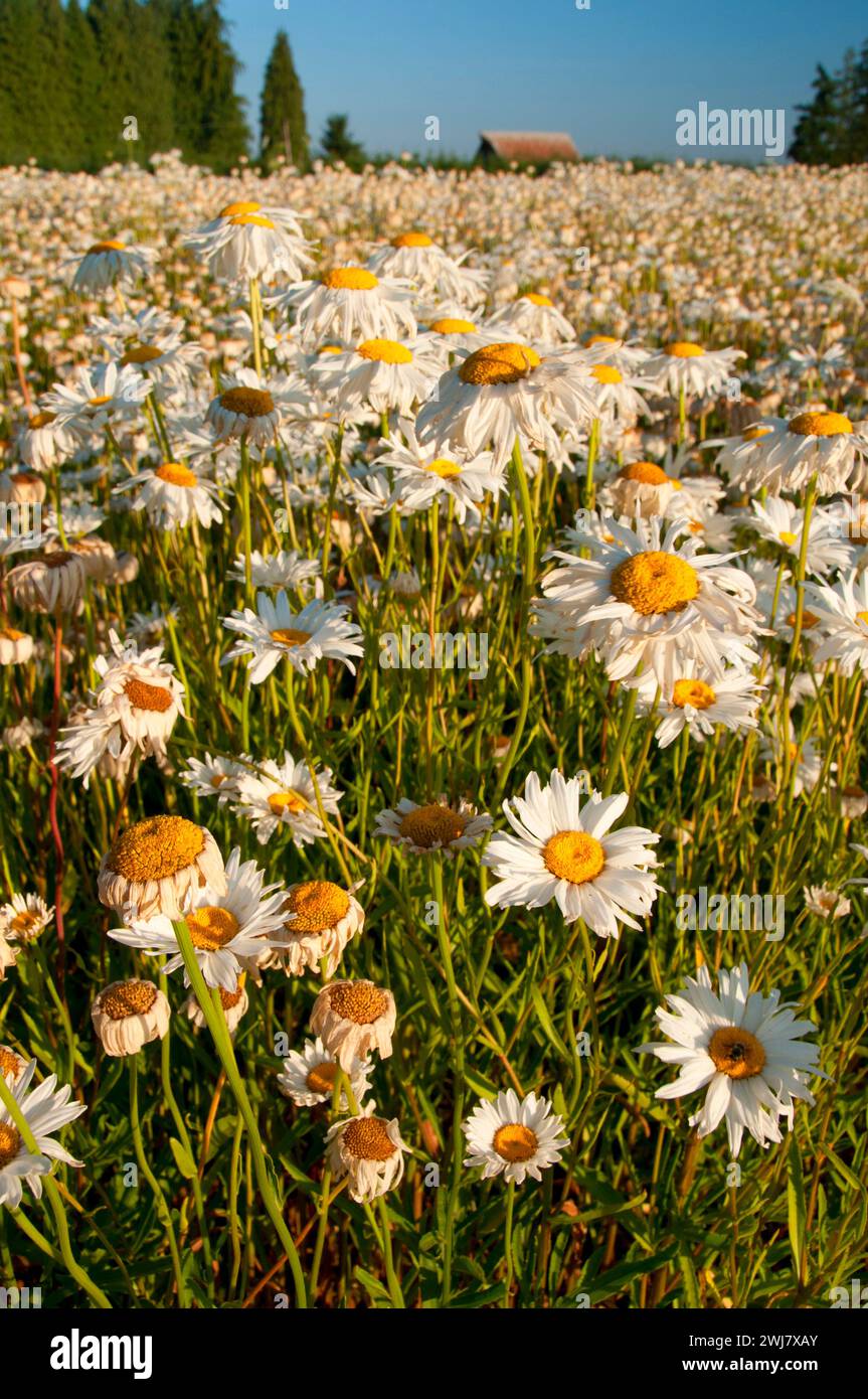 Willamette Valley farm daisy wildflower seed field, Marion County, Oregon Stock Photo
