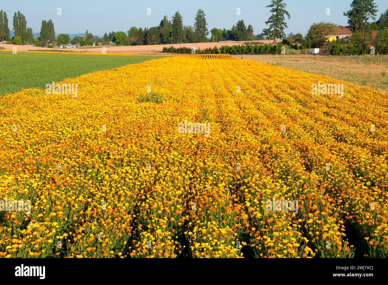 Willamette Valley farm wildflower seed field, Marion County, Oregon Stock Photo