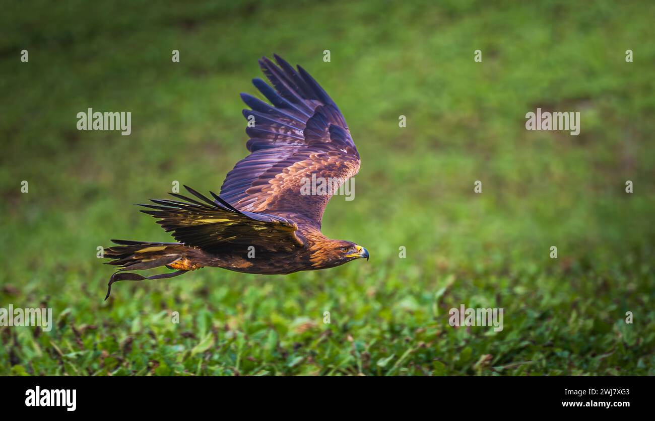A falconers Golden Eagle (Aquila chrysaetos) flying and hunting across a field of sugar beet on a winter morning Stock Photo