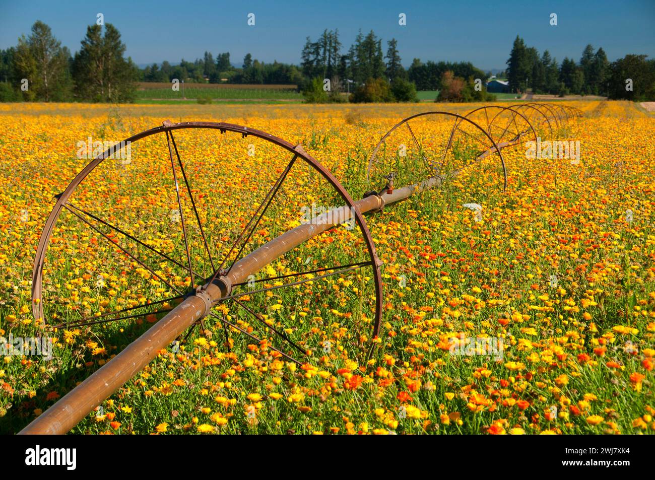 Marigold seed field, Marion County, Oregon Stock Photo