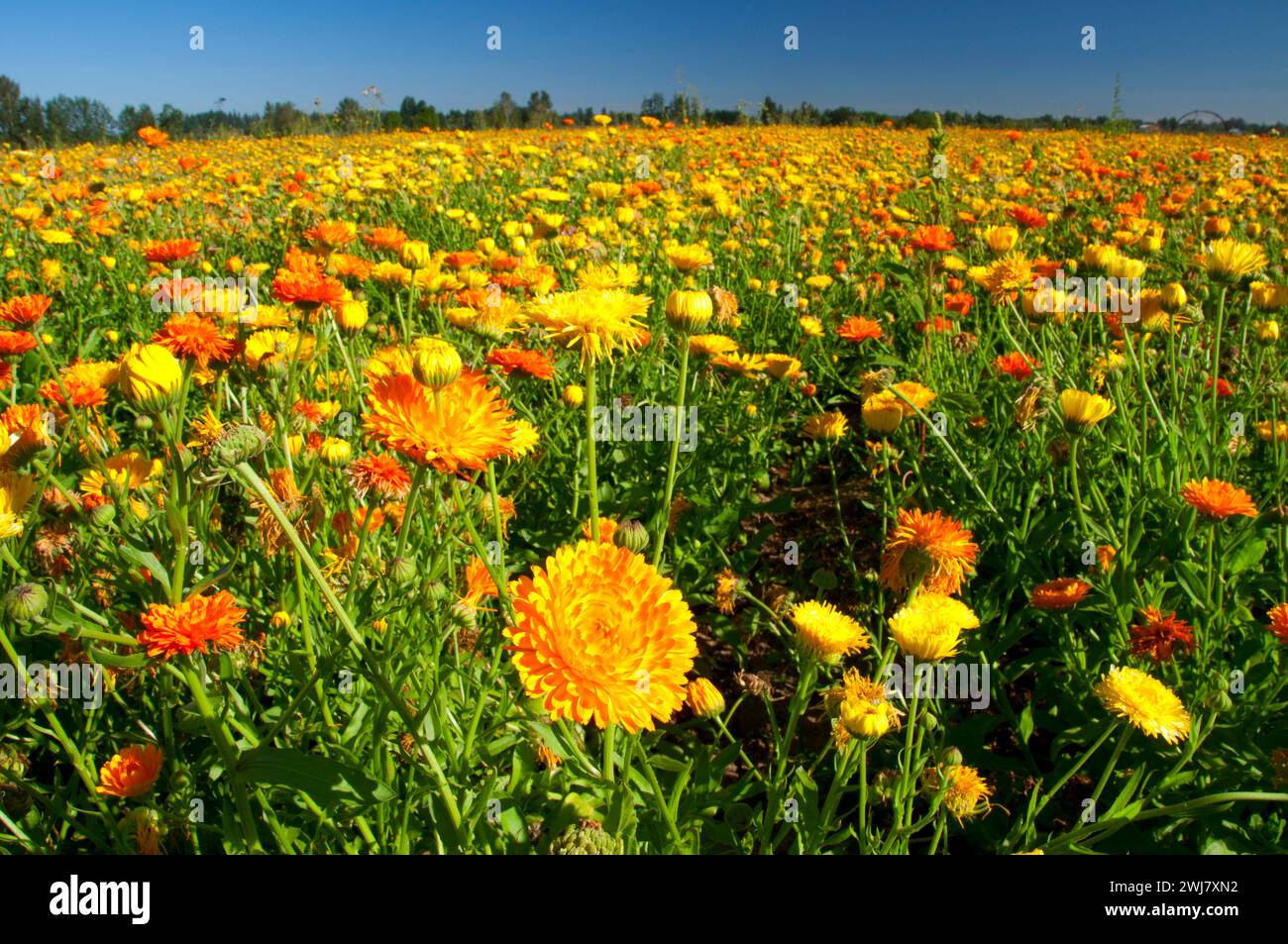 Marigold seed field, Marion County, Oregon Stock Photo