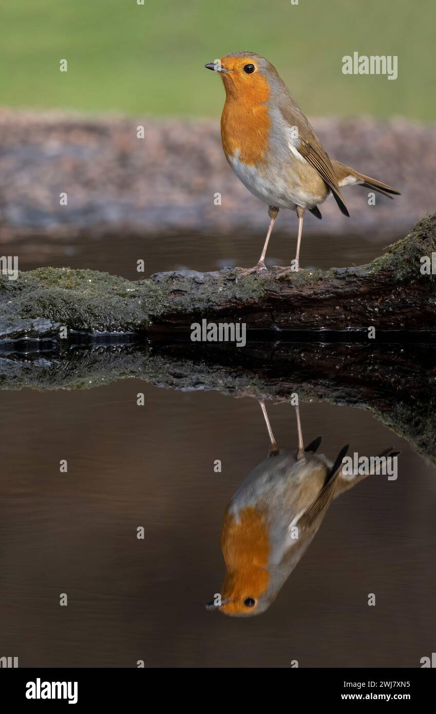 Robin, Erithacus rubecula, Single bird at water, Warwickshire, February 2024 Stock Photo
