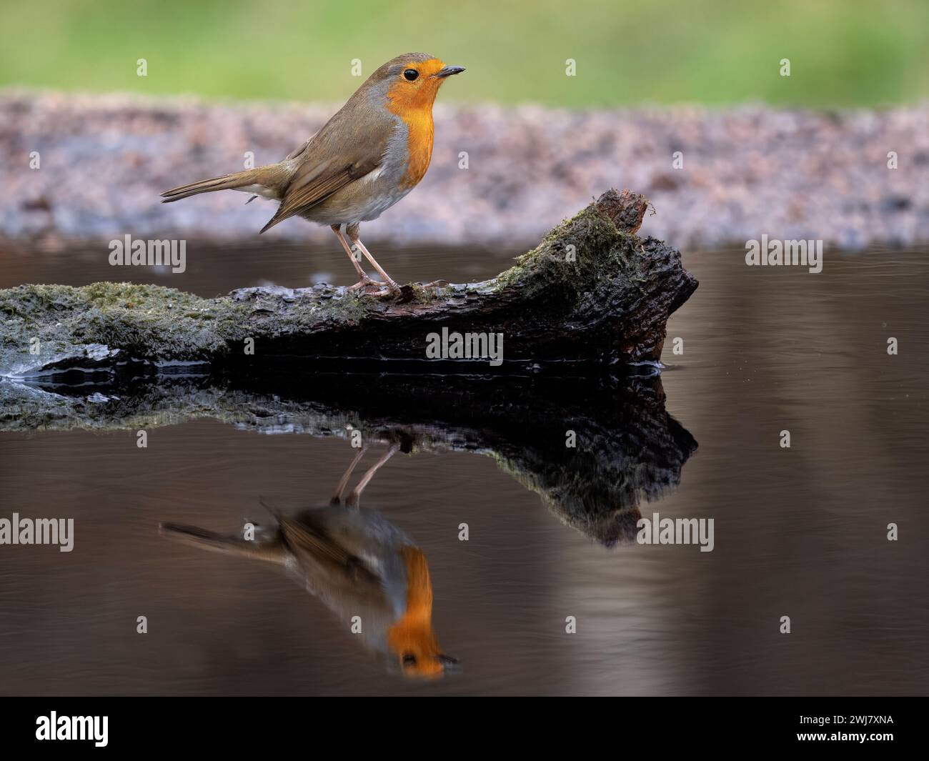 Robin, Erithacus rubecula, Single bird at water, Warwickshire, February 2024 Stock Photo