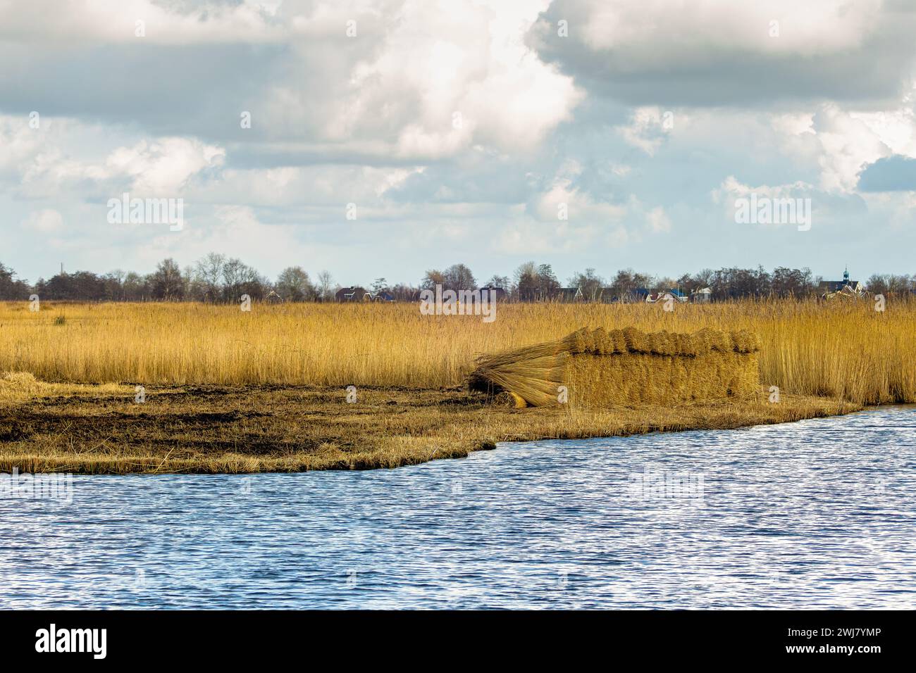 Landscape with sustainably managed reedlands in Nieuwkoopse Plassen with stacked forests of mown reeds for making thatched roofs and a phased mowing p Stock Photo