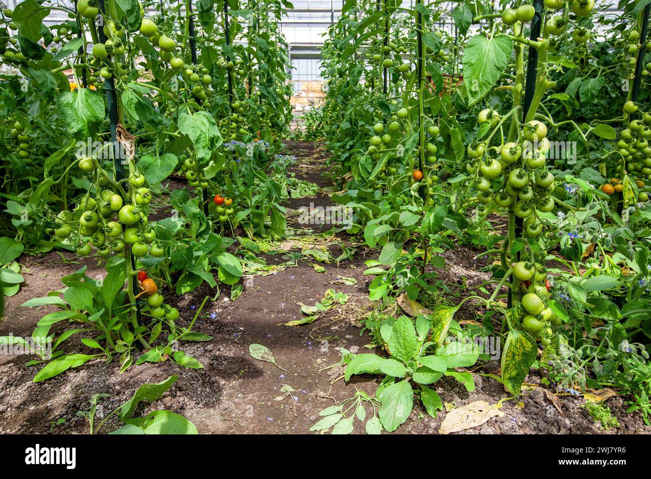 Glass house with organically grown ripe and unripe tomatoes hanging on ...