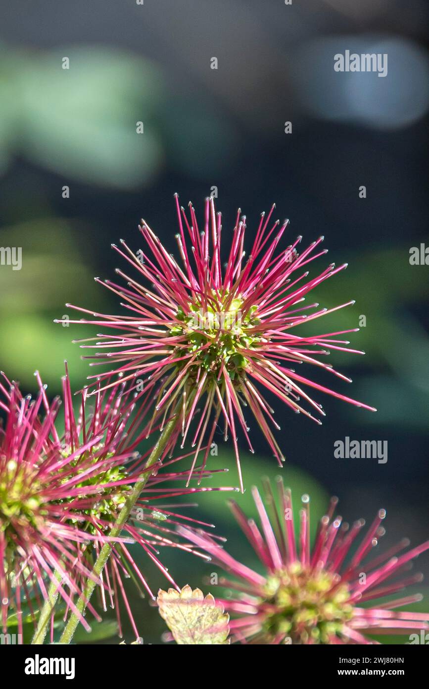 Nutsedge hires stock photography and images Alamy