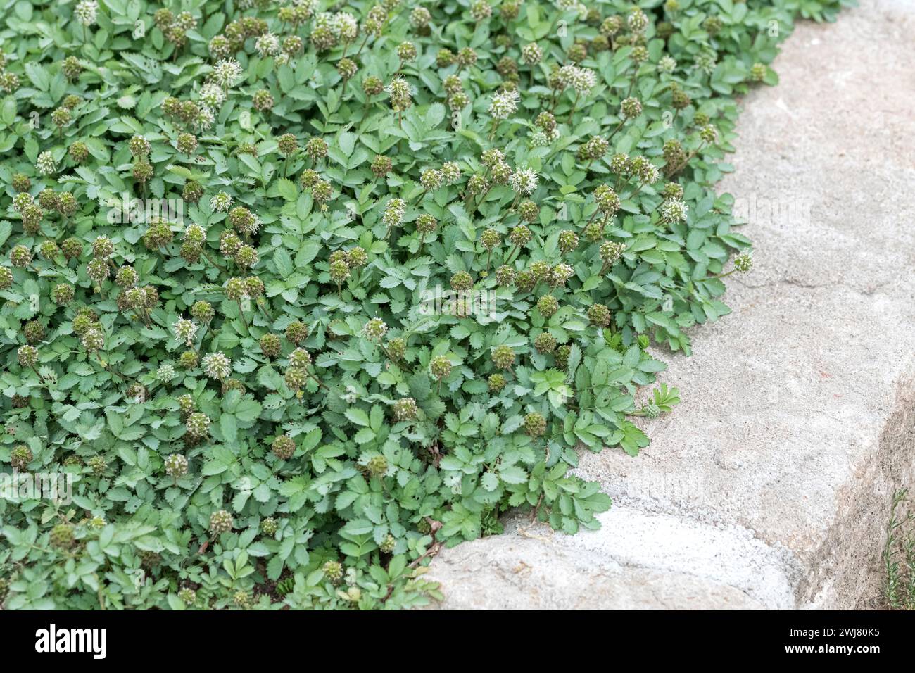 Nutsedge hires stock photography and images Alamy