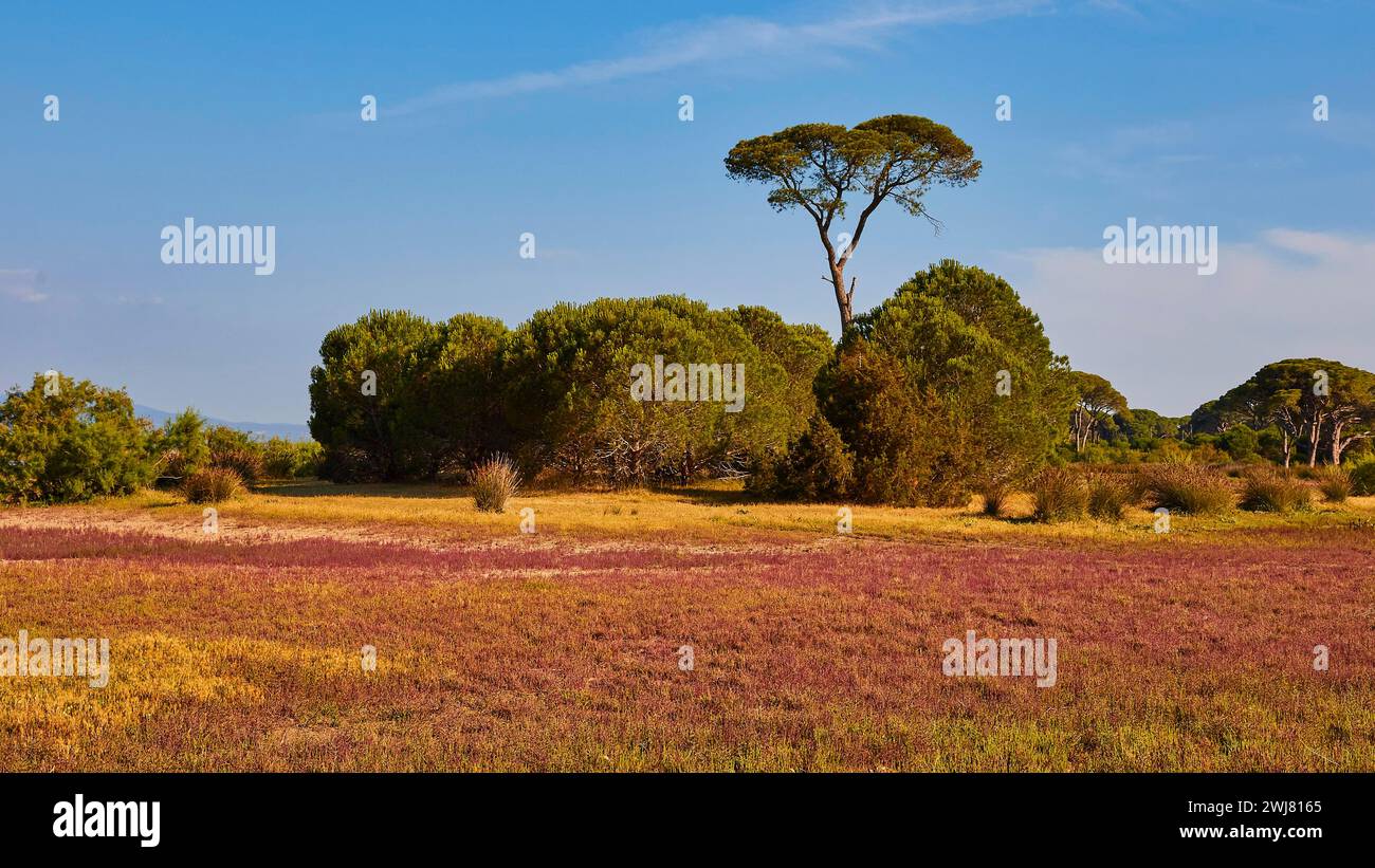 Promonient Tree Prominent tree in hi-res stock photography and images - Alamy