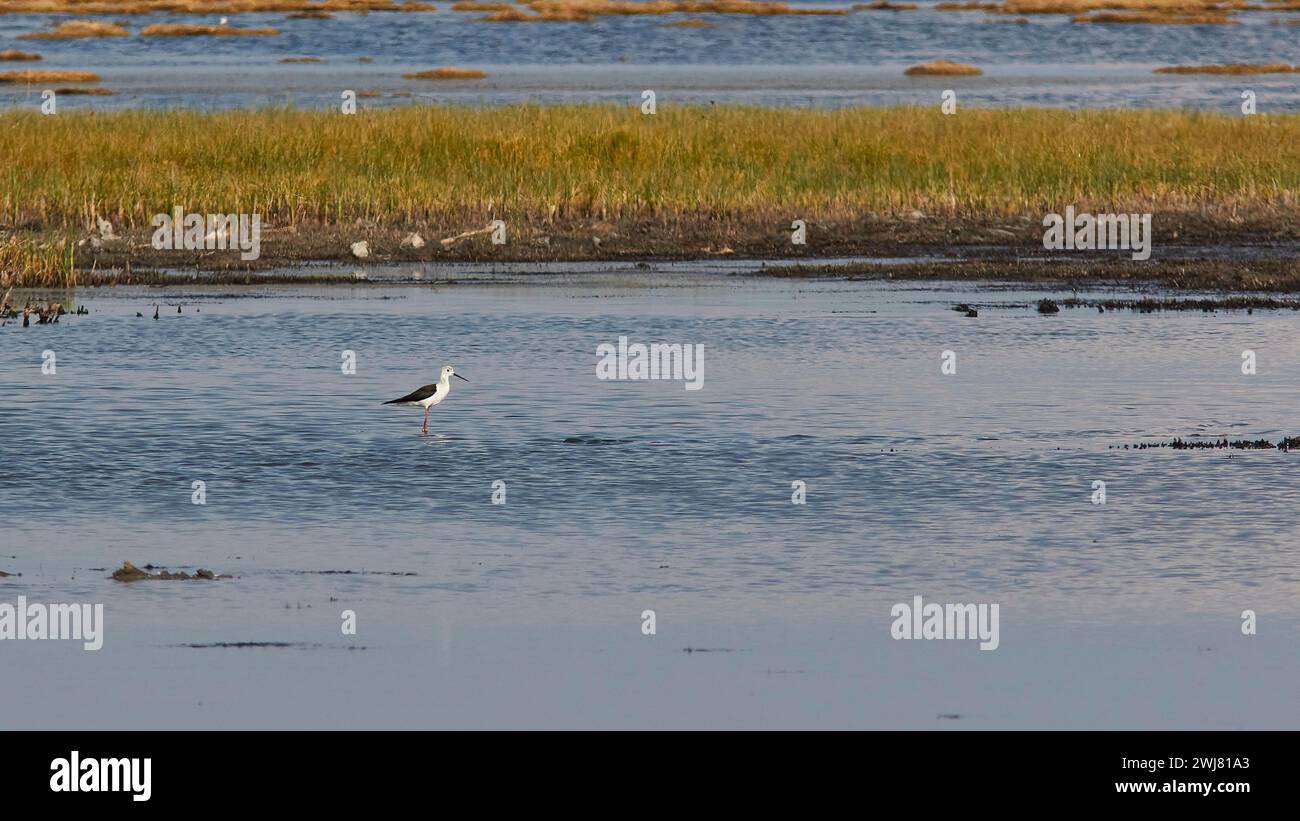 A bird in the water against a backdrop of grasses and distant hills ...