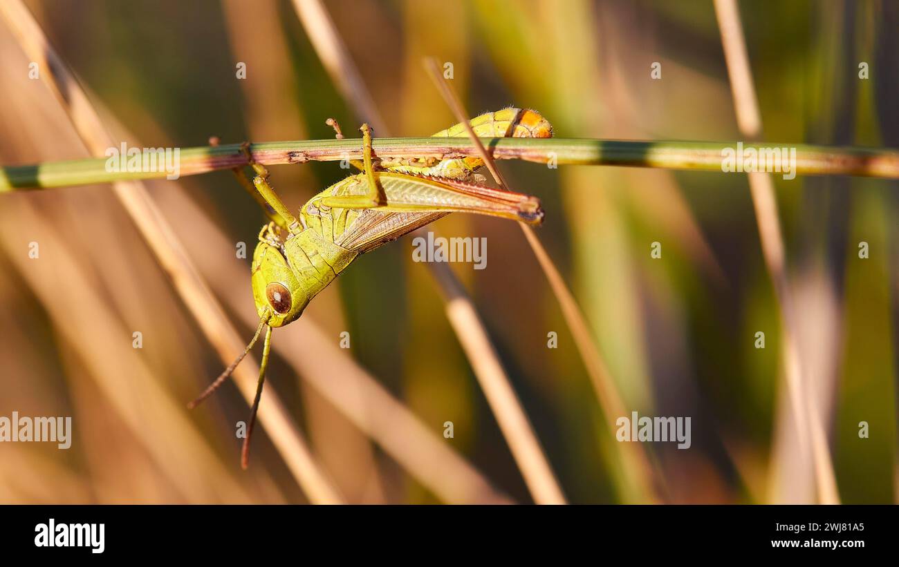 Green locust (locusta), climbing on a plant stem, macro view, Strofilia biotope, wetlands, Kalogria, Peloponnese, Greece Stock Photo