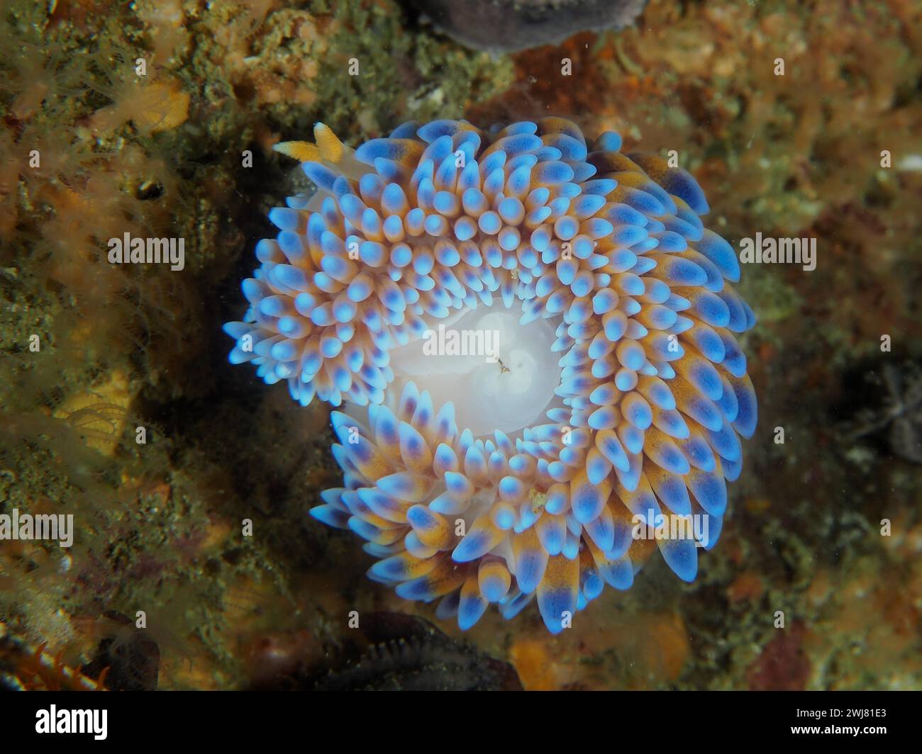 Silvertip nudibranch (Janolus capensis), False Bay dive site, Cape of ...