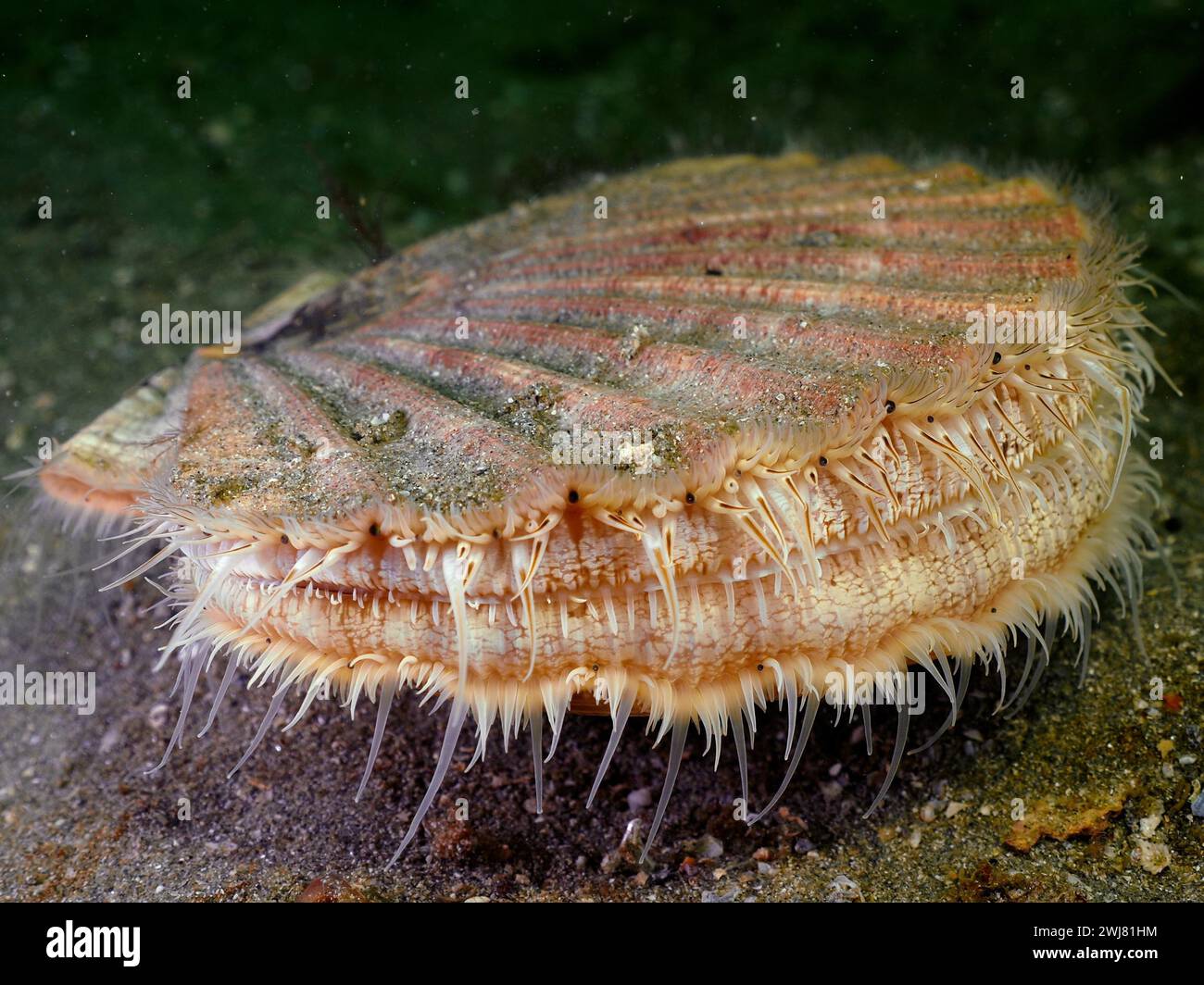Scallop (Pecten maximus), underwater, Rinvyle dive site, Co. Galway, Irish Sea, North Atlantic, Ireland Stock Photo