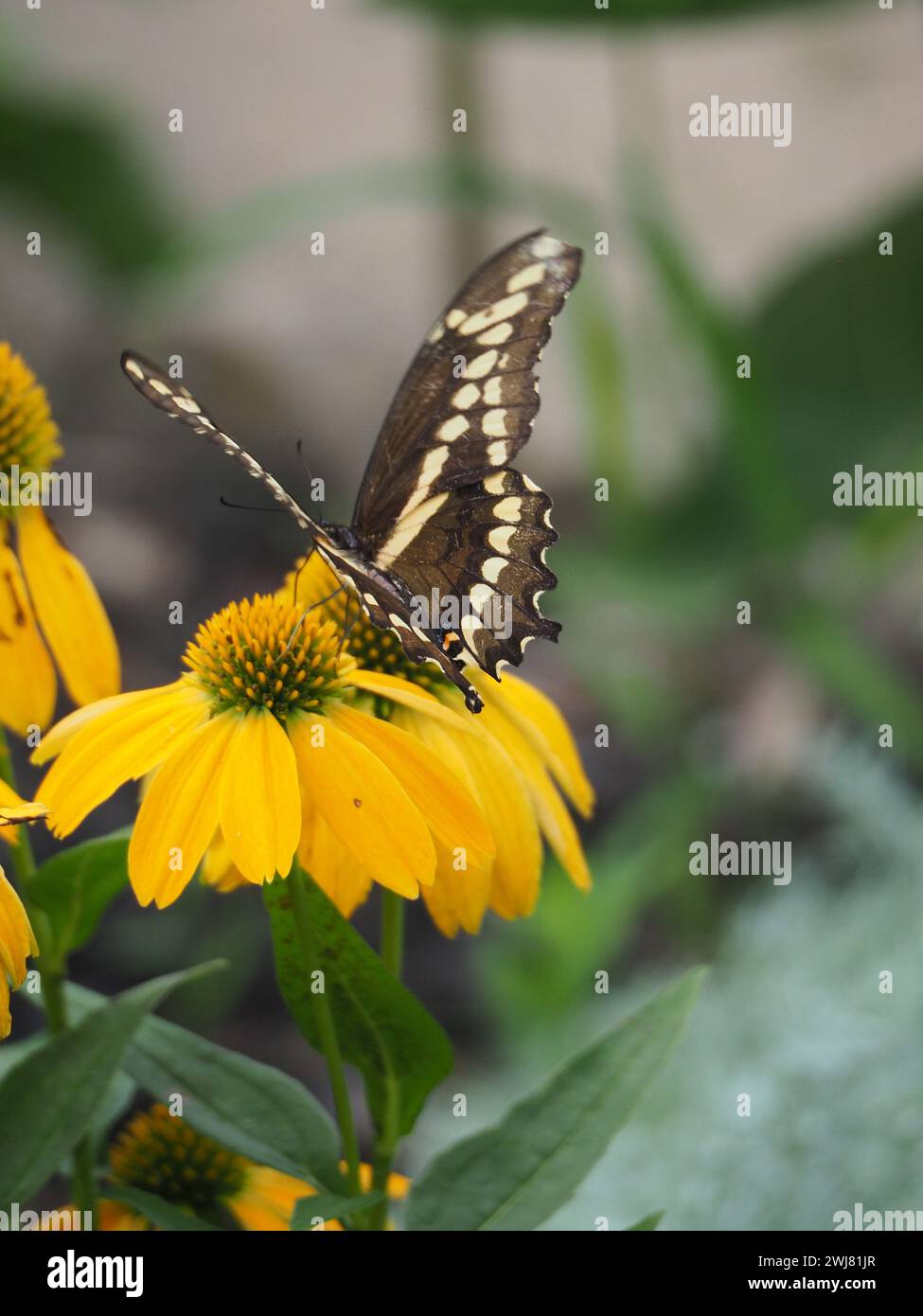 Brown and black butterfly resting on vibrant yellow flowers, appearing to be in mid-flight Stock Photo