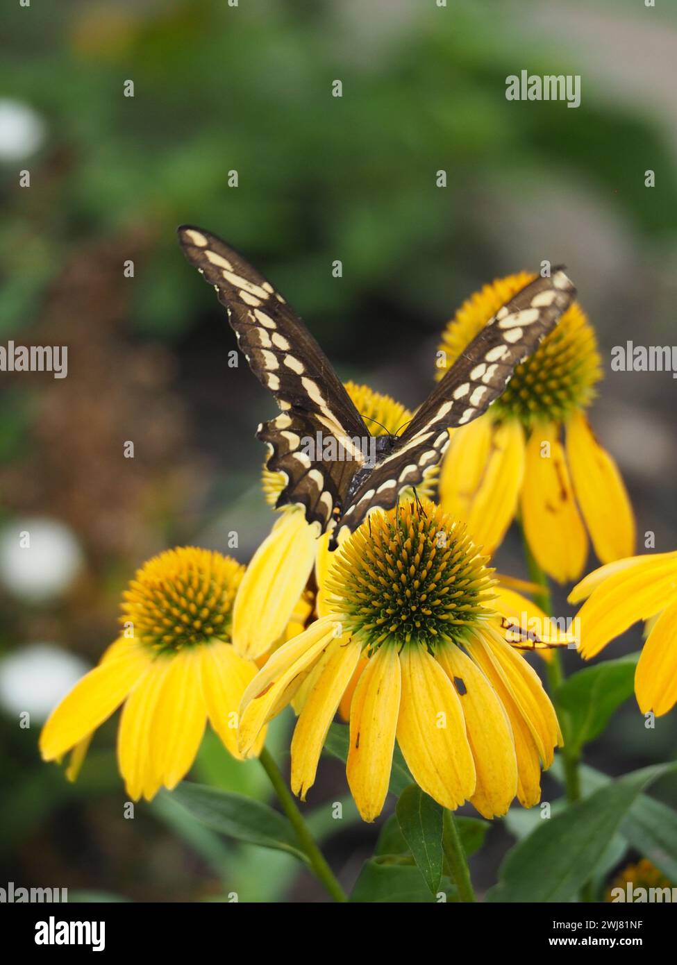 Butterfly perched on vibrant yellow flowers in a garden Stock Photo